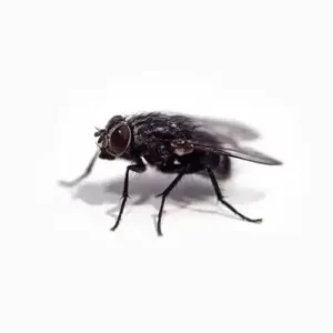 Fly Insect