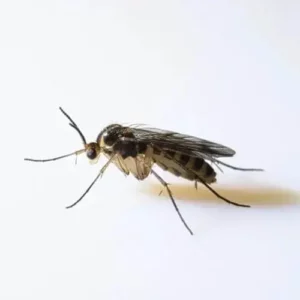 Gnat