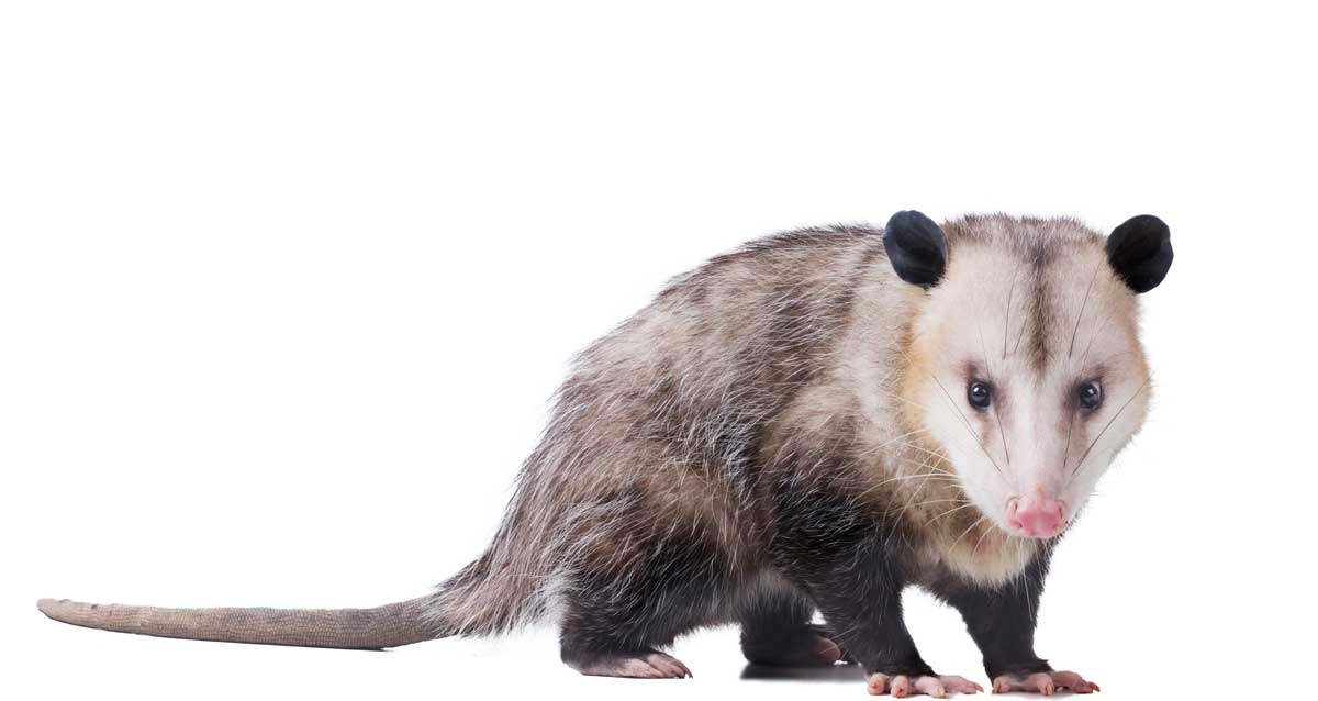 Opossum
