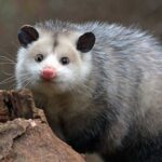 possum