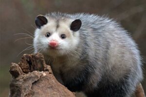 possum