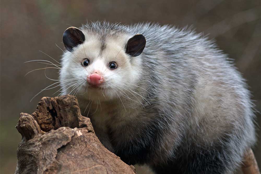 possum