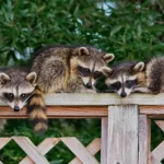 Raccoon Family