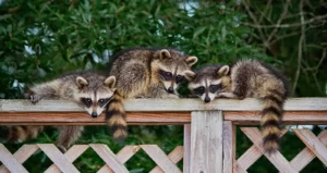 Raccoon Family
