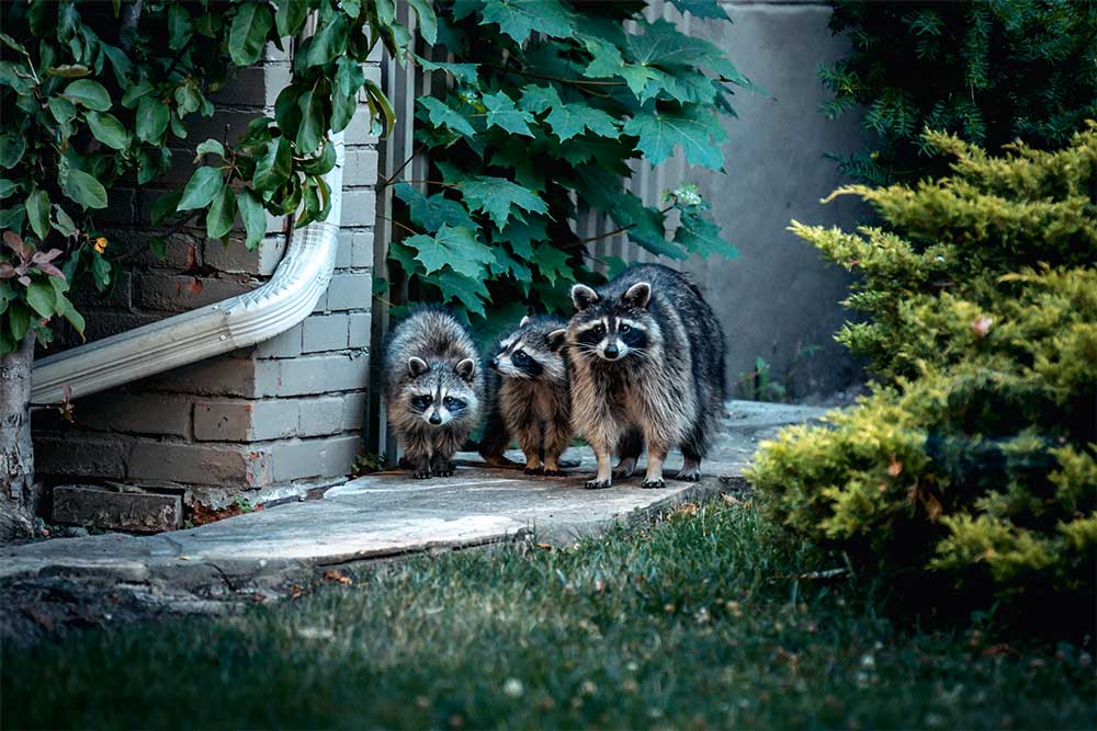 Raccoon Family