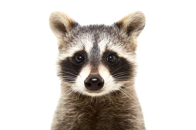 Racoon