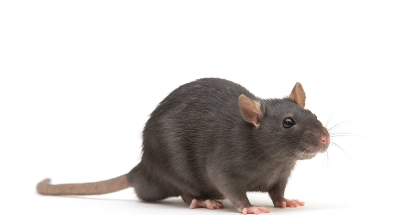 Rat