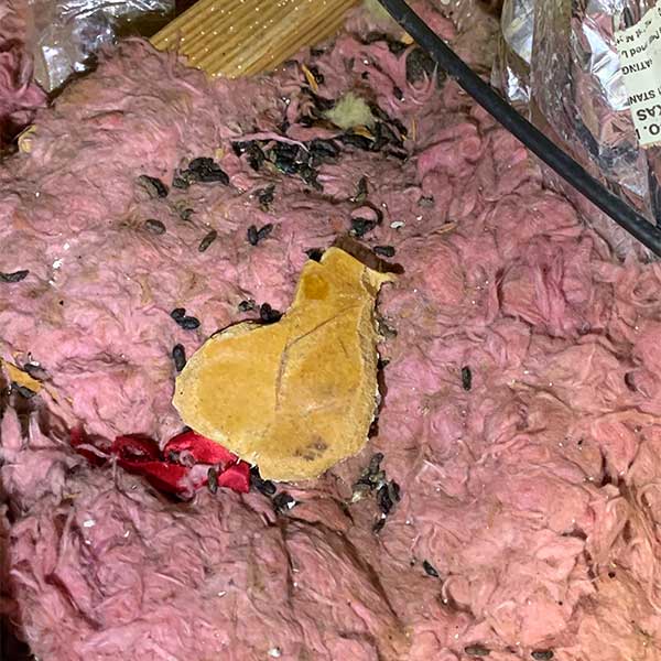 Restoring and Sanitizing rodent droppings