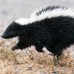 Skunk