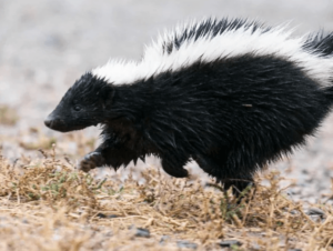 Skunk
