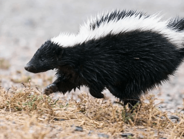 Skunk