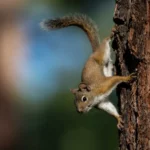 Squirrel on Tree