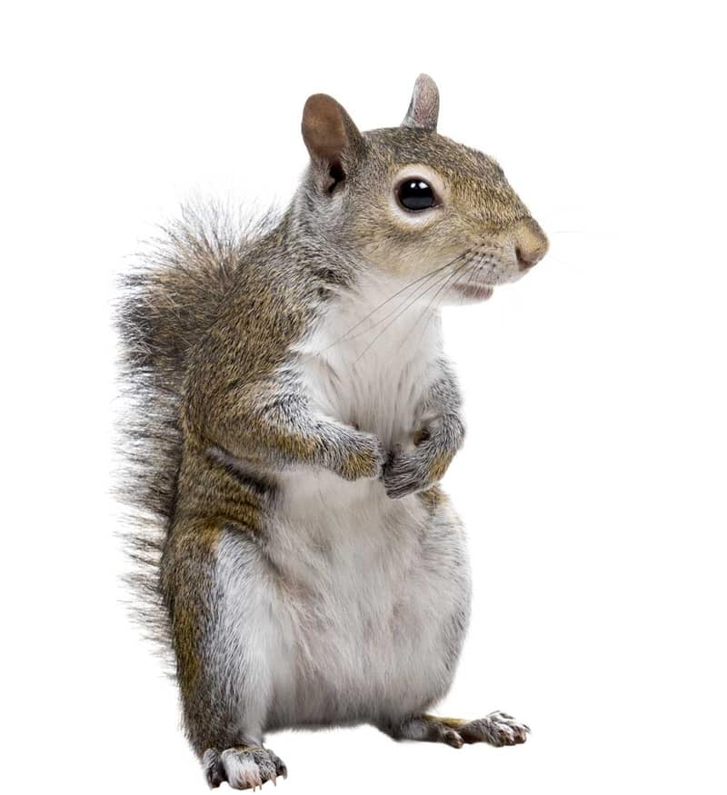 Squirrel