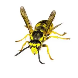 Wasp