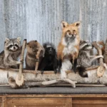 Fort Worth Wild Life Removal