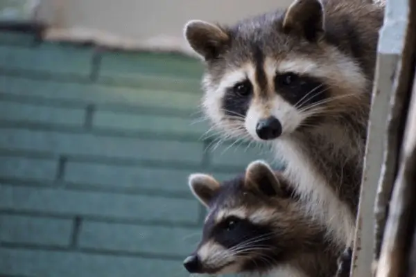 Raccoon Removal Services Dallas