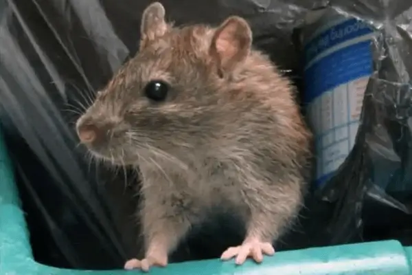 Rat Removal Services Dallas