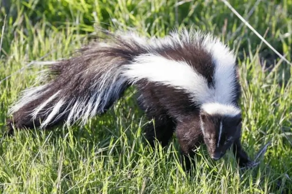 Skunk Trapping Dallas