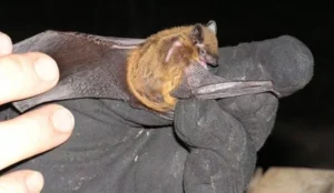 Bat removal expert