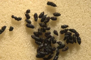 Droppings of bats