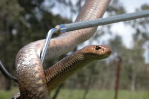 snake in a yard