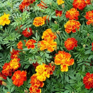 Marigold plant