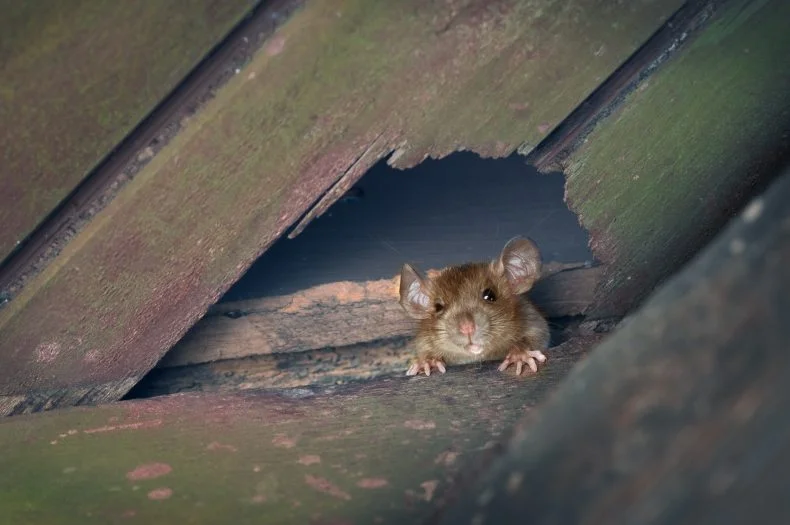 Mouse entry point. 