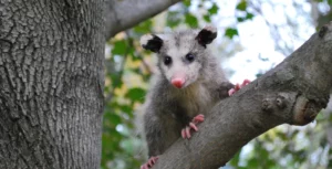 Opossum climbing