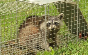 Raccoon live trap