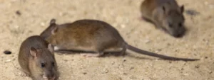 Rat infestation in a property