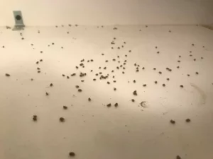 Rodent drop