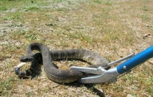Snake removal in texas