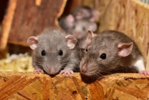 mice in the attic