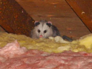 opossum in the attic