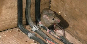 rat Gnawing wires