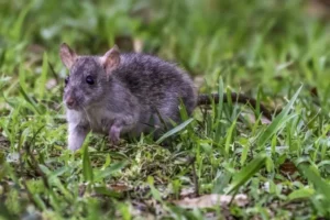 rat in the yard