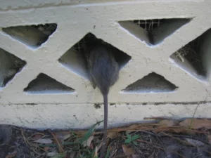 sealing entry points