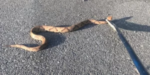 snake removal professional