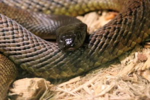 Snake in texas