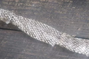 shed snake skins