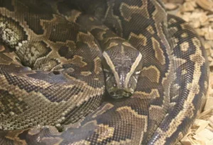 African rock python