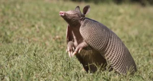 Happy armadillo