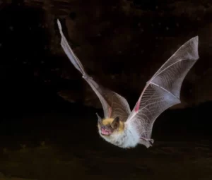 Bat in night