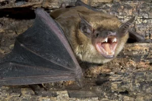 Bats in texas