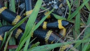 Coral Snake Texas