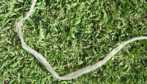 Grass snake skin