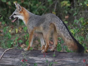 Gray fox in texas