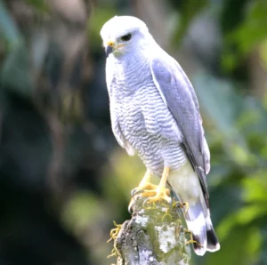 Hawks are natural predators for some kinds of snakes