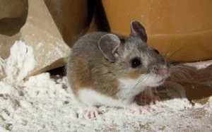 House Mice