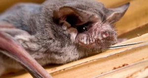 Mexican free tailed bat